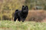 SCHIPPERKE 795